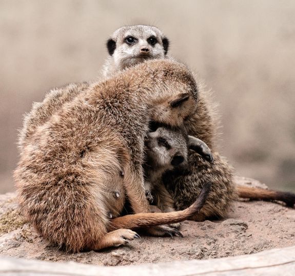 Drei Erdmännchen kuscheln