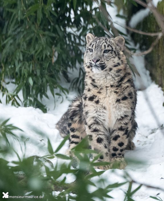 Schneeleopard im Schnee zwischen Bäumen